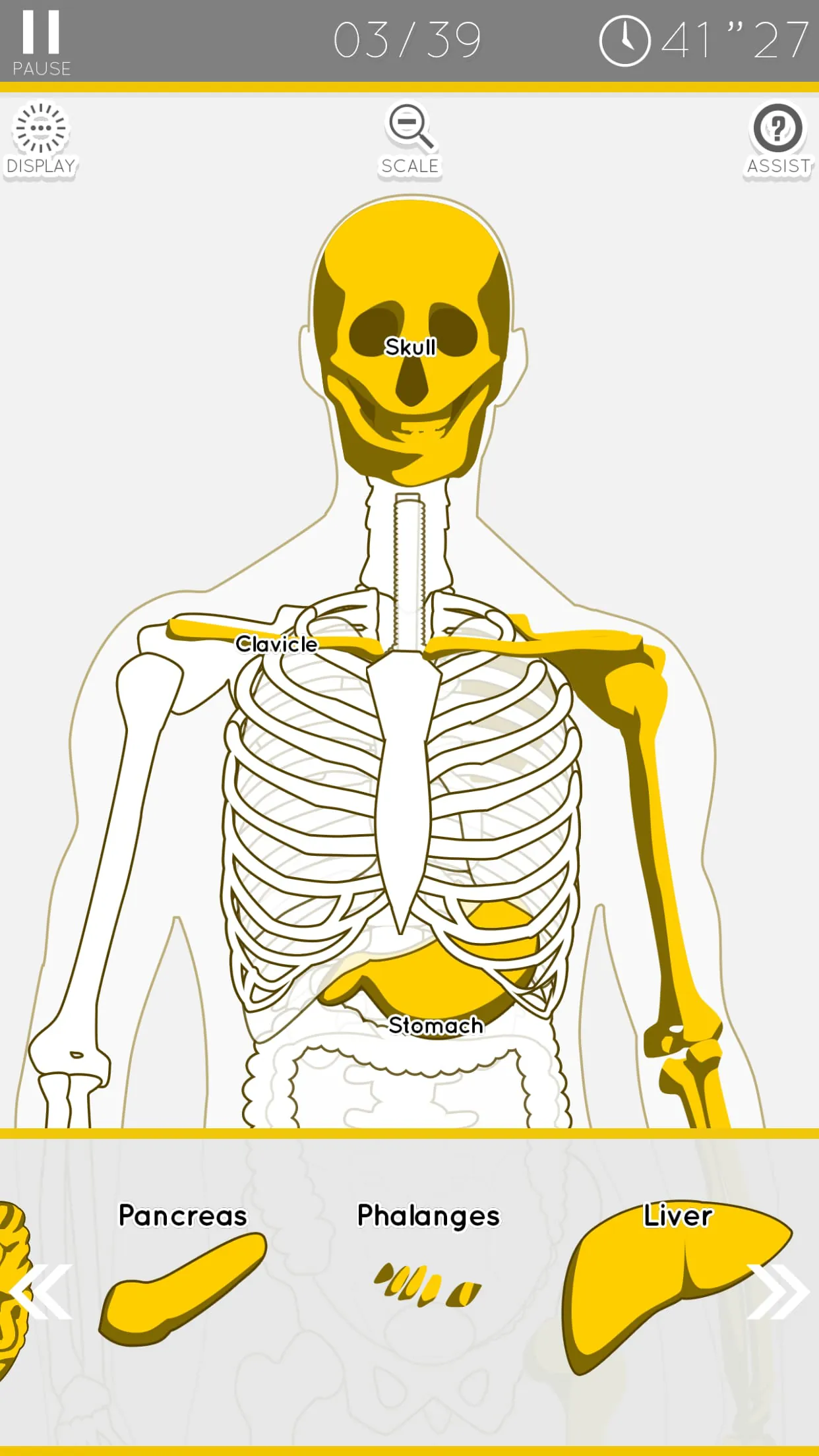 E. Learning Anatomy puzzle