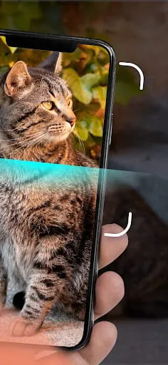 Cat Identifier - Cat Scanner
