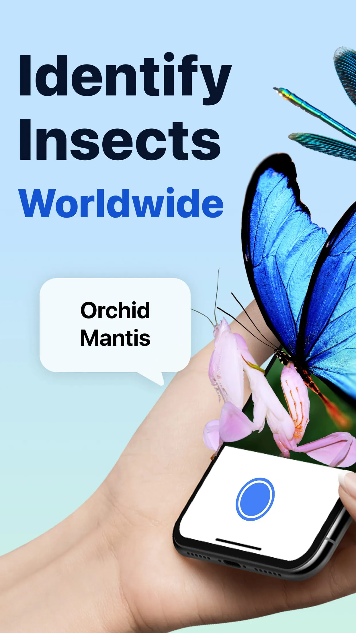 Picture Insect: Bug Identifier