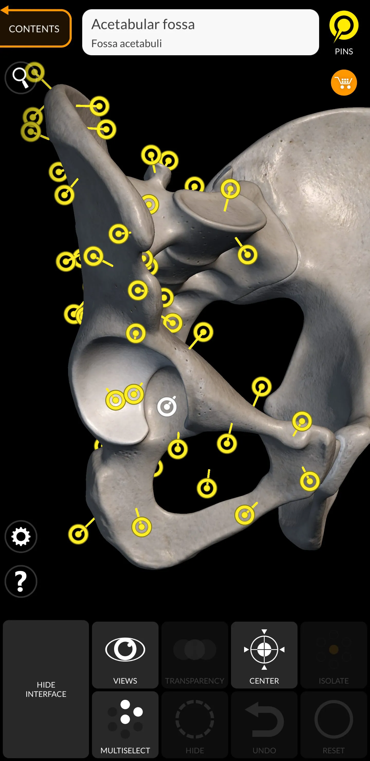 Skeleton | 3D Anatomy