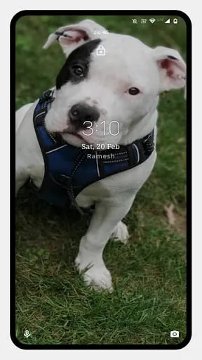 Pitbull Dog Wallpaper