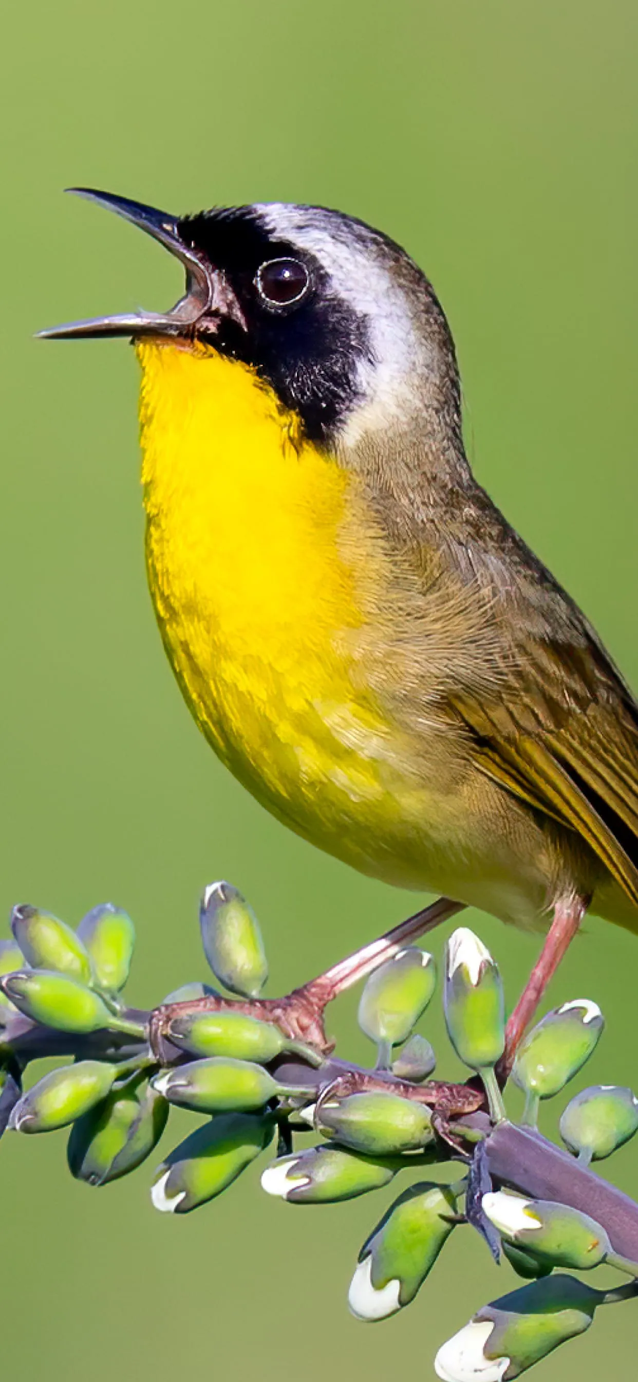 Merlin Bird ID by Cornell Lab