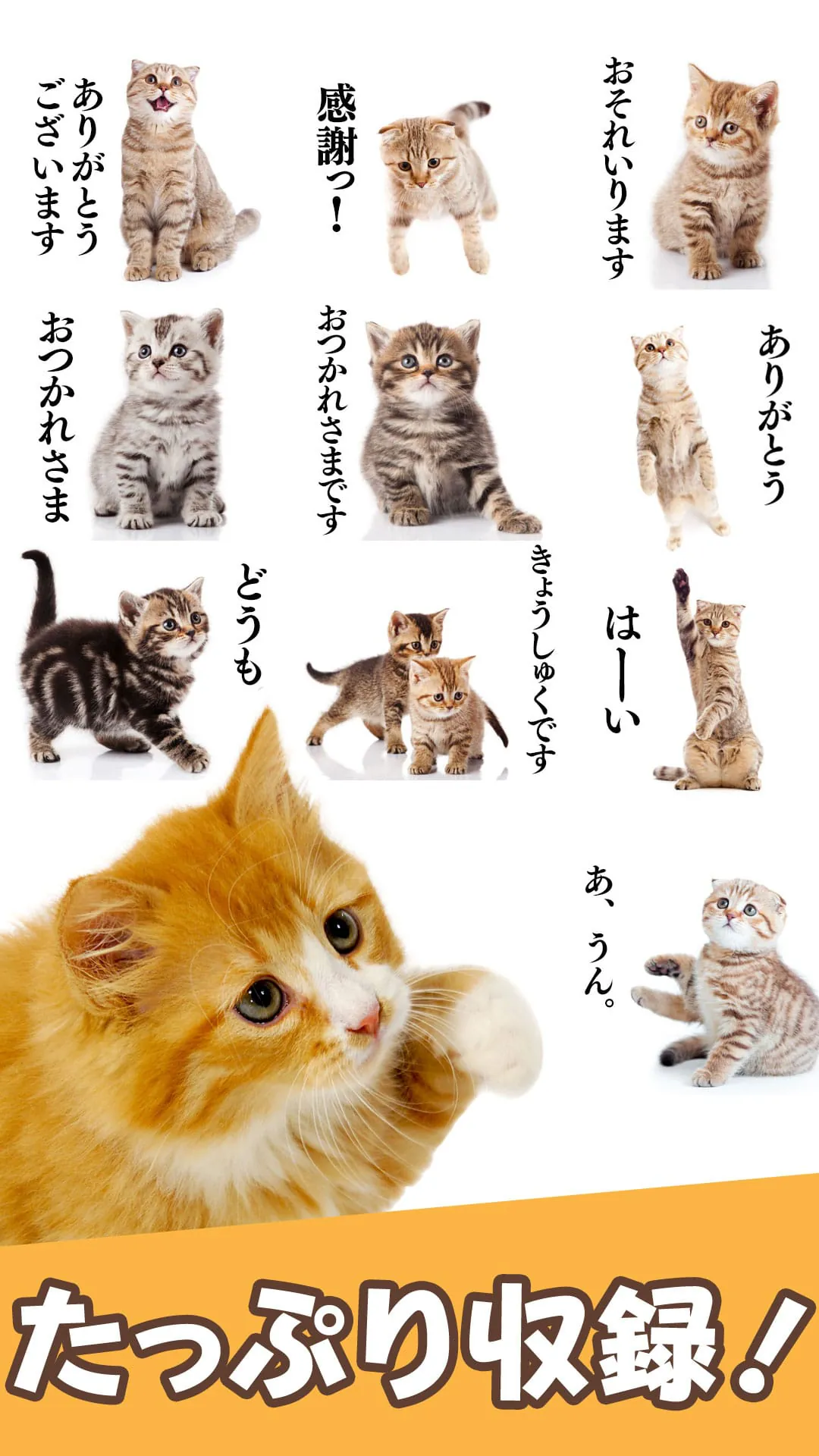 Cat Stickers