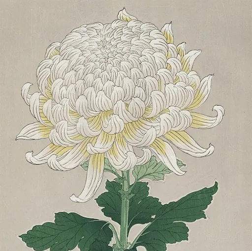 Nebelrose