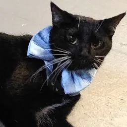 ᴍɪᴍɪᴋ
