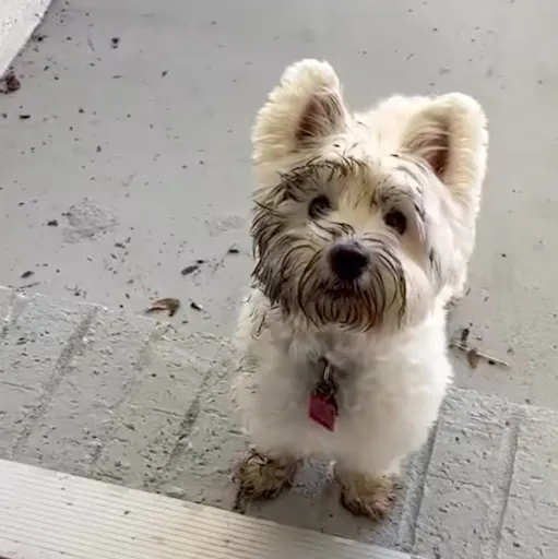 Gracie