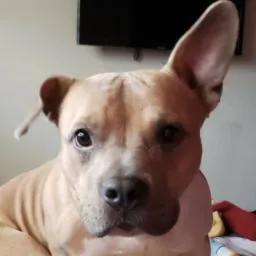 Robert Bronson