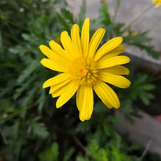 Mello Caryl