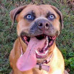 Anonymous Doggo
