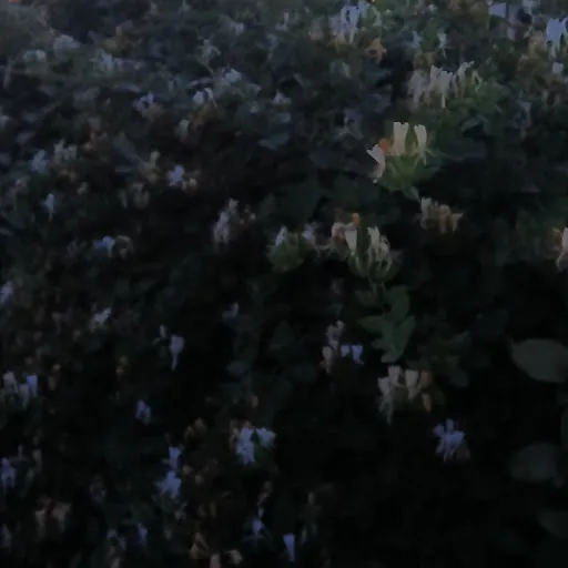 theturdinurlawn
