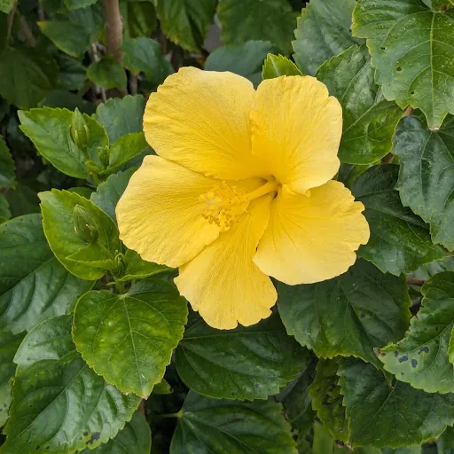 Lily