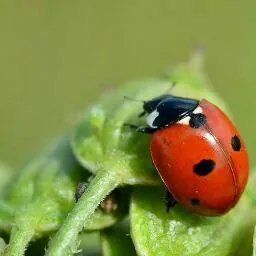 Ladybug Volkswagen