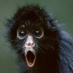 Cosmic Monkey