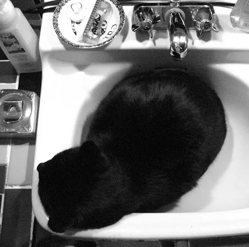 Bog
