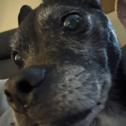 Squish L