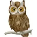 Tracking Owl Silver Moon