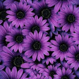 Bertha Harris