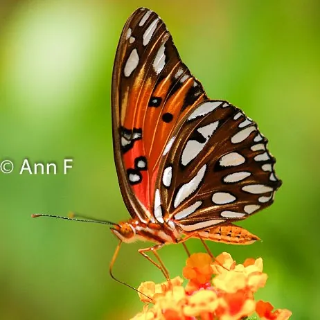 AnnWith APlan