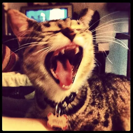 manda meow