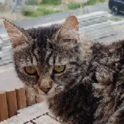 Jari