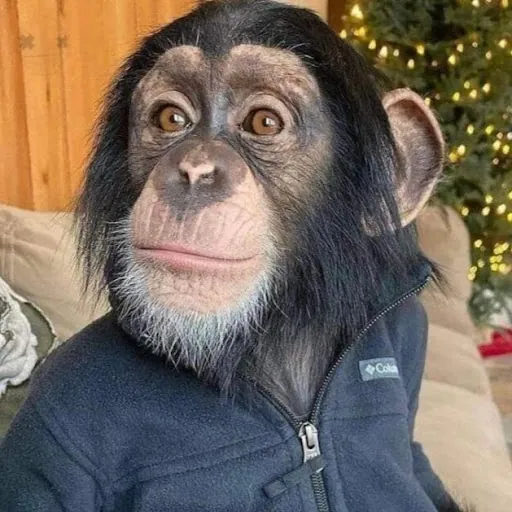Mick Dotca
