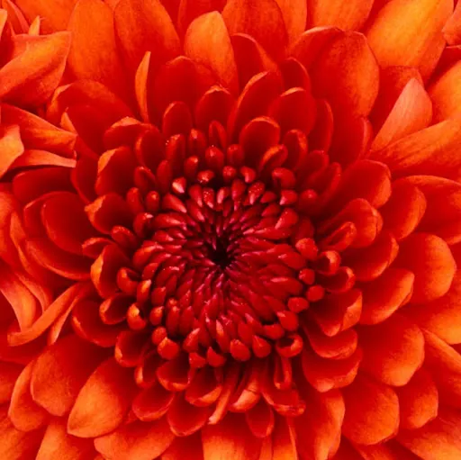 Shanna Warren
