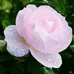 Habeeba Farhath