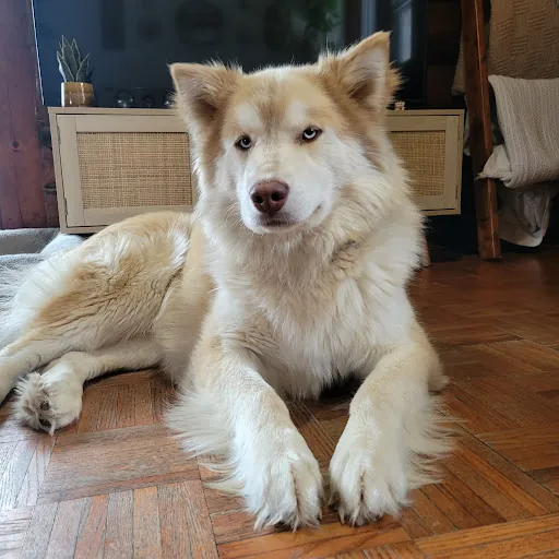 Ella