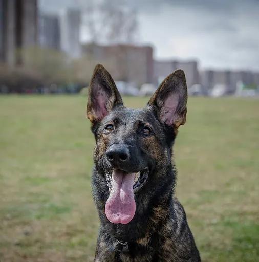 A Dog