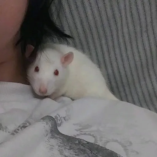 Lu Lu