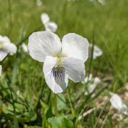 Anne