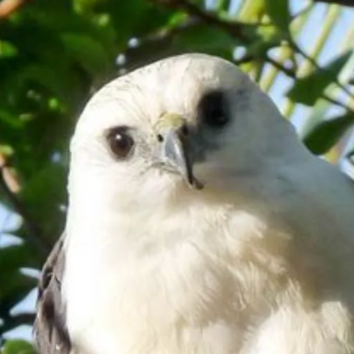 Ladyhawk