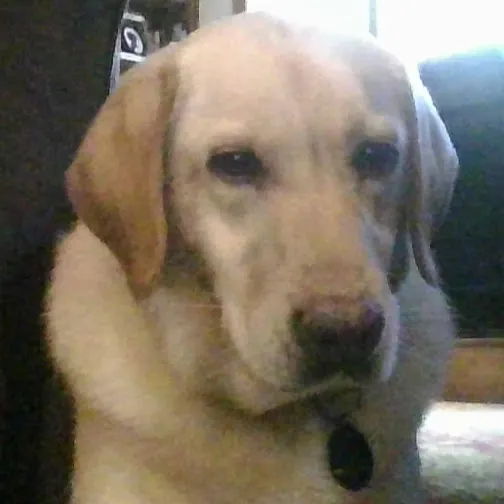 Hayden