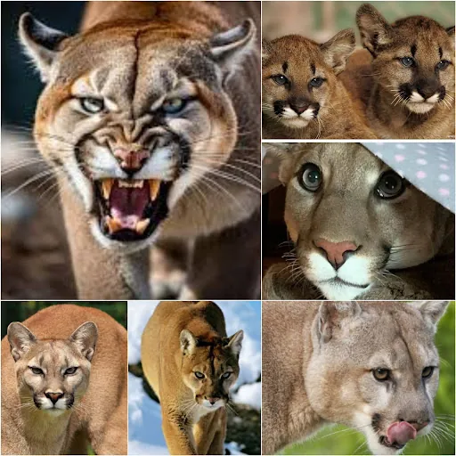 Zyara