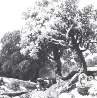 Robbins Gusti