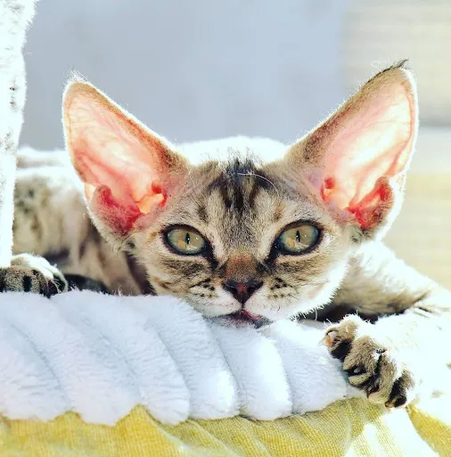 Teleporting Kitten