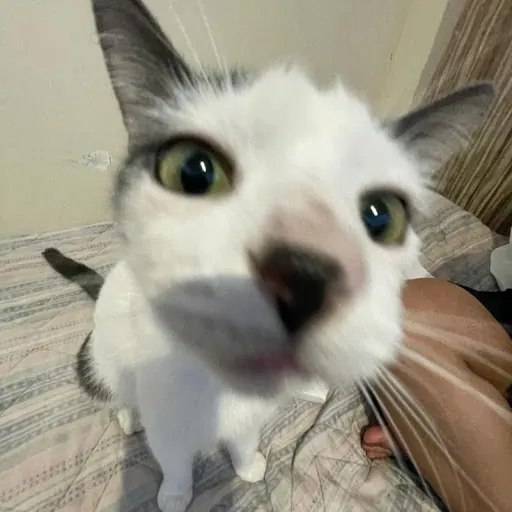 lyxc