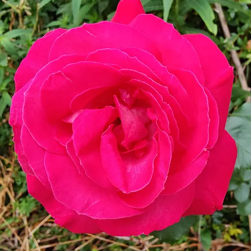 Rosemary Griffin
