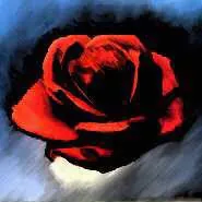 Caileena Rose