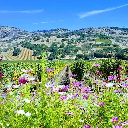 PF Wine Tours