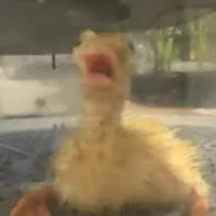 Duckway