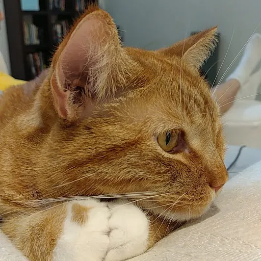 Topcat