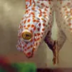 mr. gecko