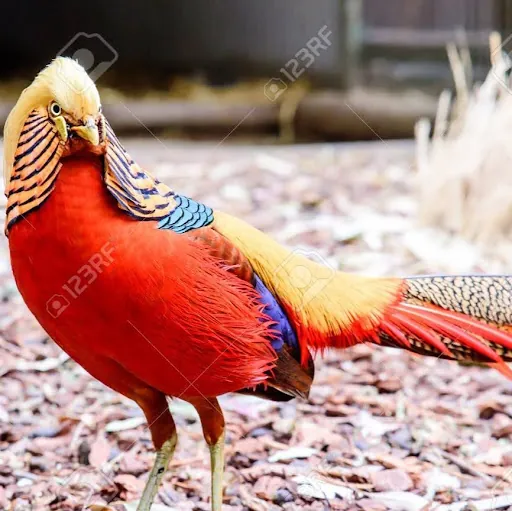 Phasianidae Gold