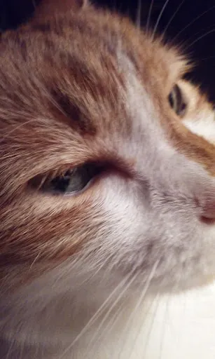 Flapkatt