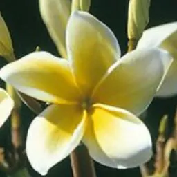 Erin gemini