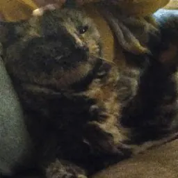 pete