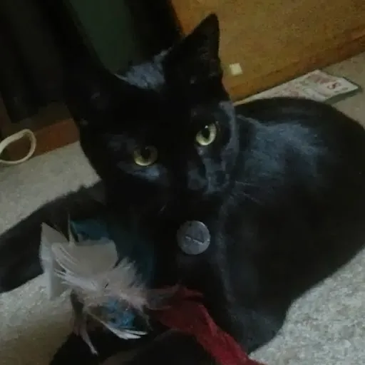Josie Hubs