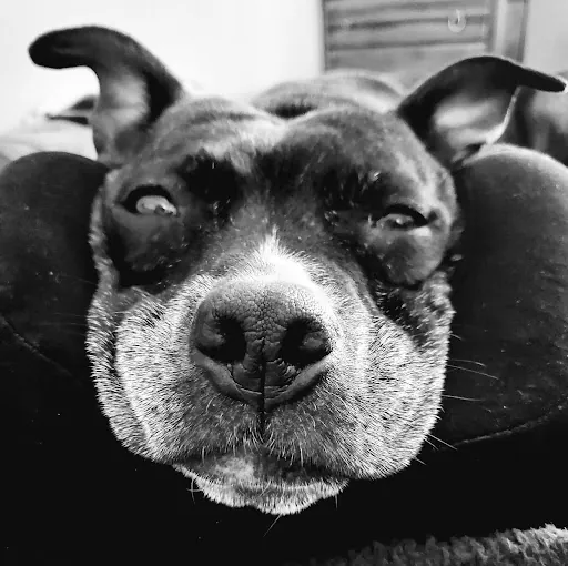 Sara