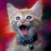 Kittenfuud